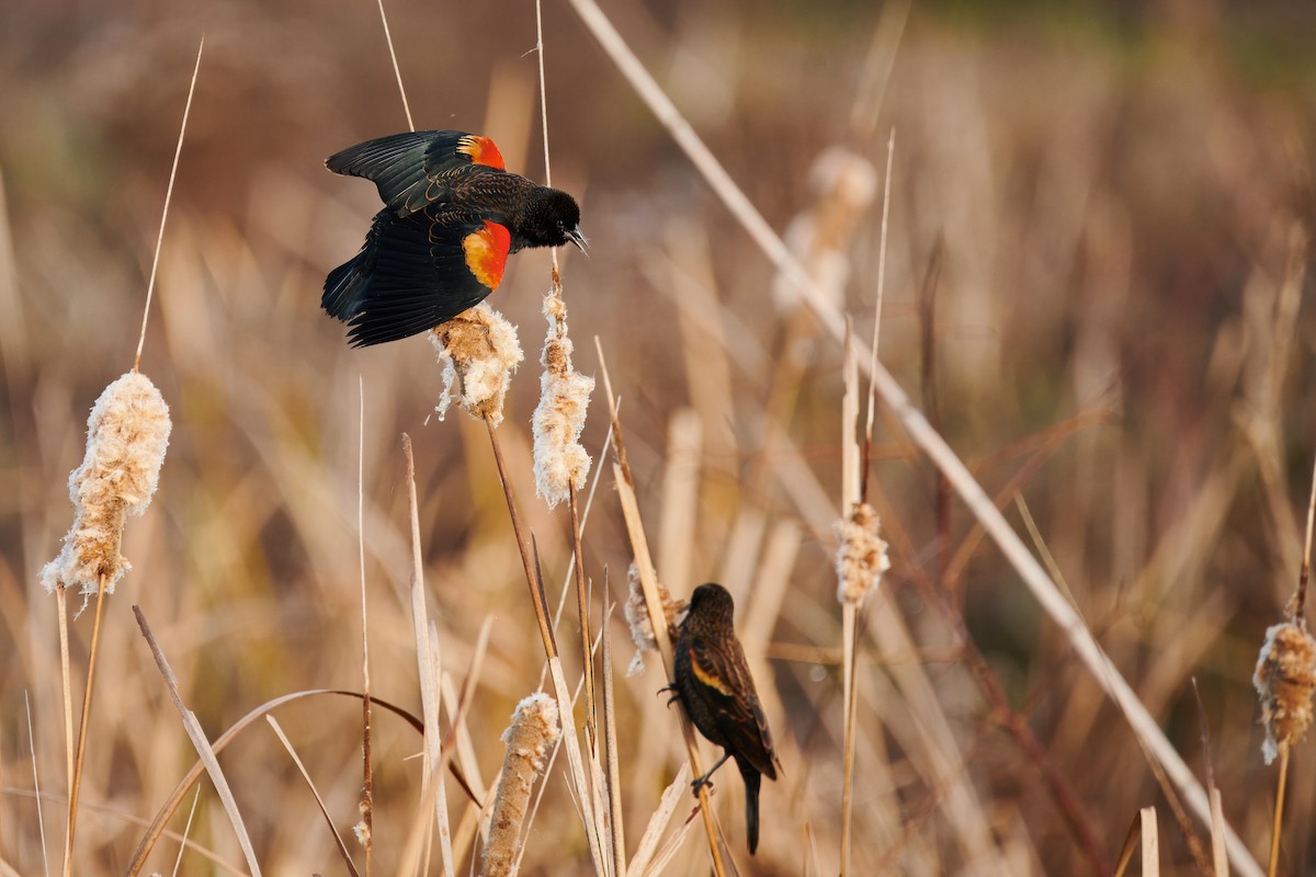 Red-winged Blackbird - emily neale