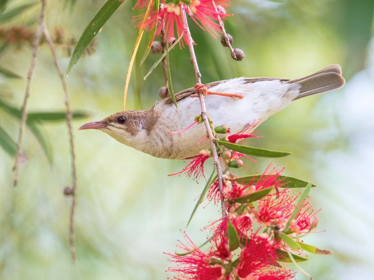 Brown-backed Honeyeater - ML610799443