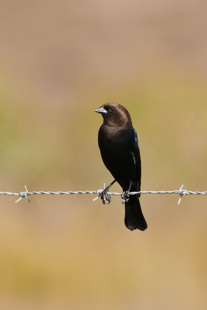 Brown-headed Cowbird - ML610799455