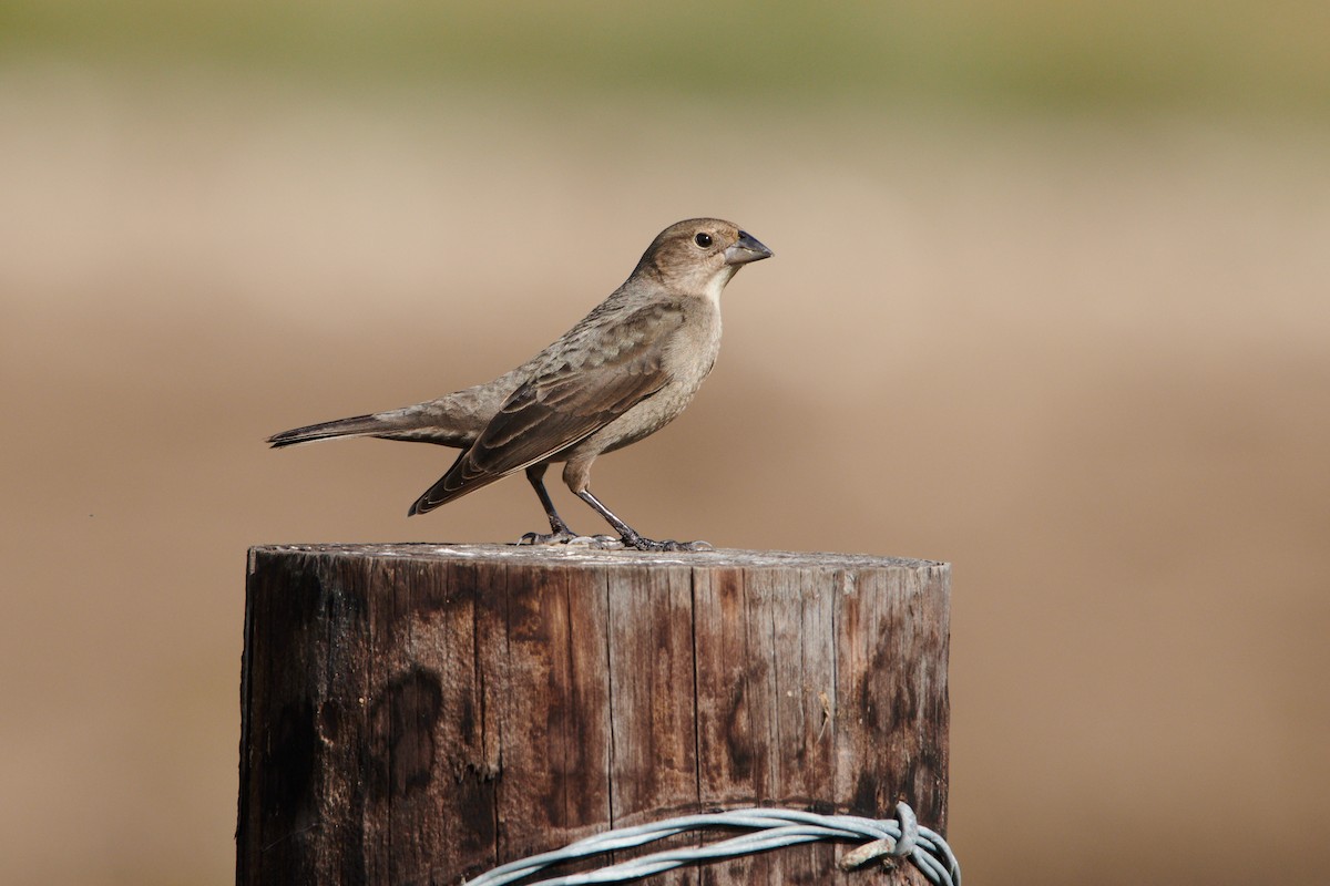 Brown-headed Cowbird - ML610799456