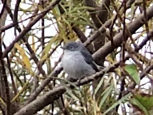 Blue-gray Gnatcatcher - Chris Pepper