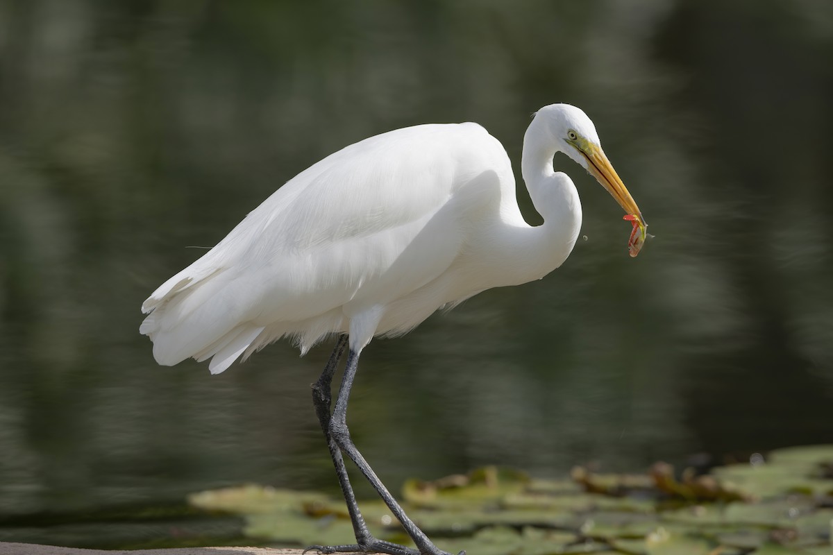 Great Egret - Arthur Quinlan