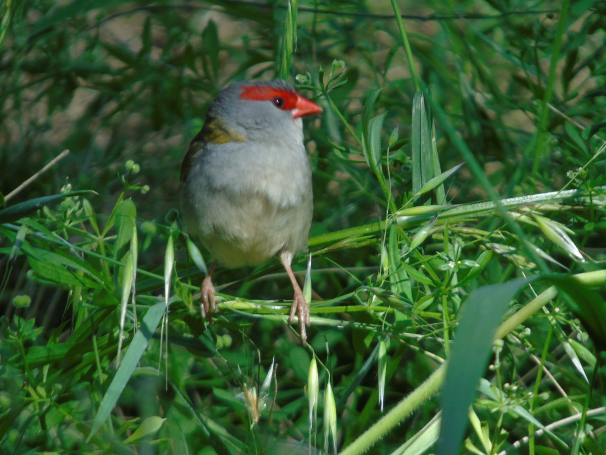 Red-browed Firetail - ML610799683