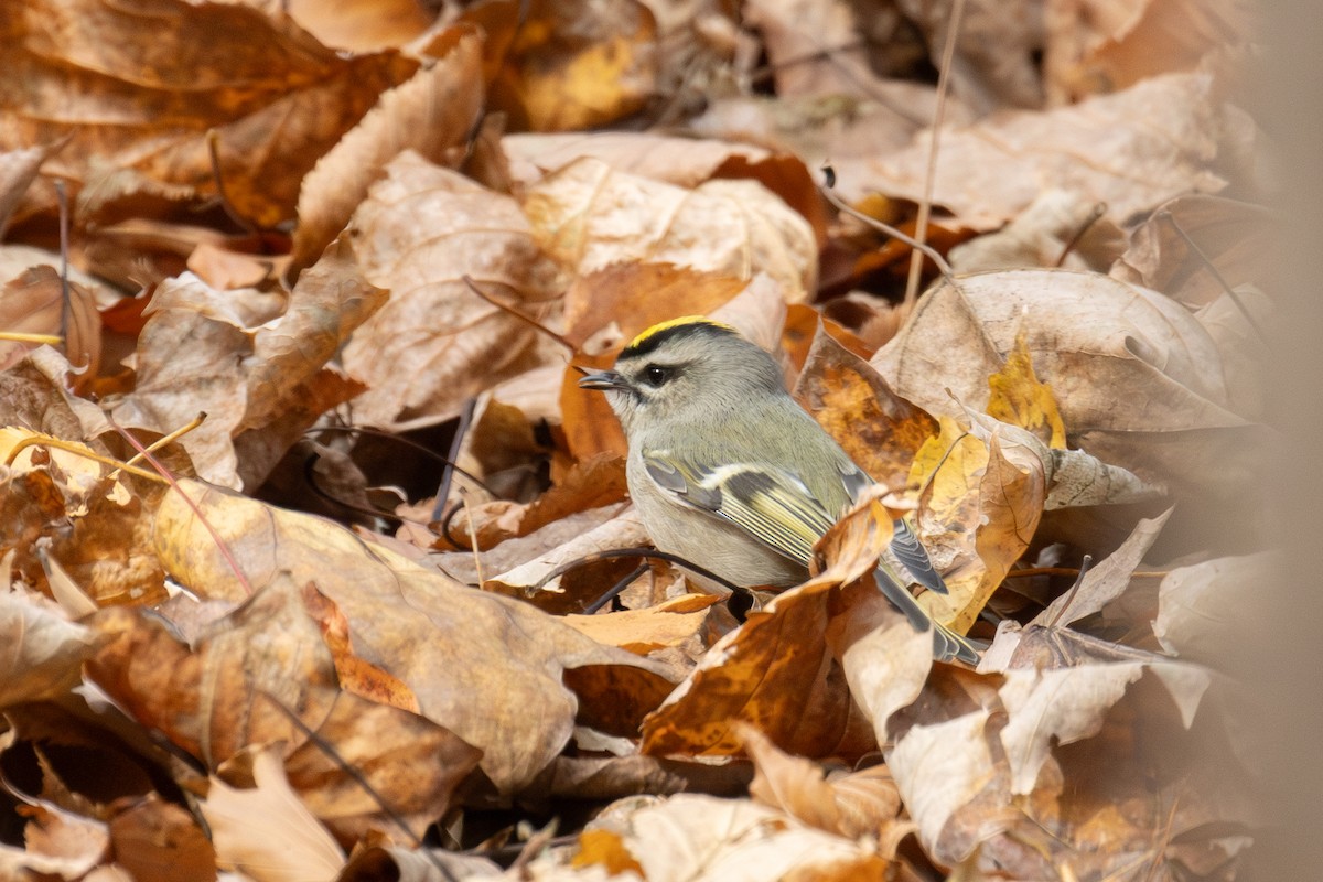 Golden-crowned Kinglet - Kalpesh Krishna