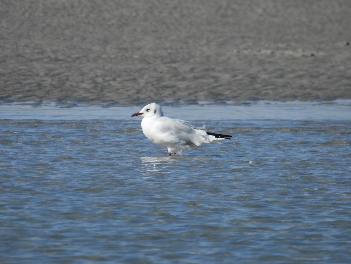 Mouette rieuse - ML610799835