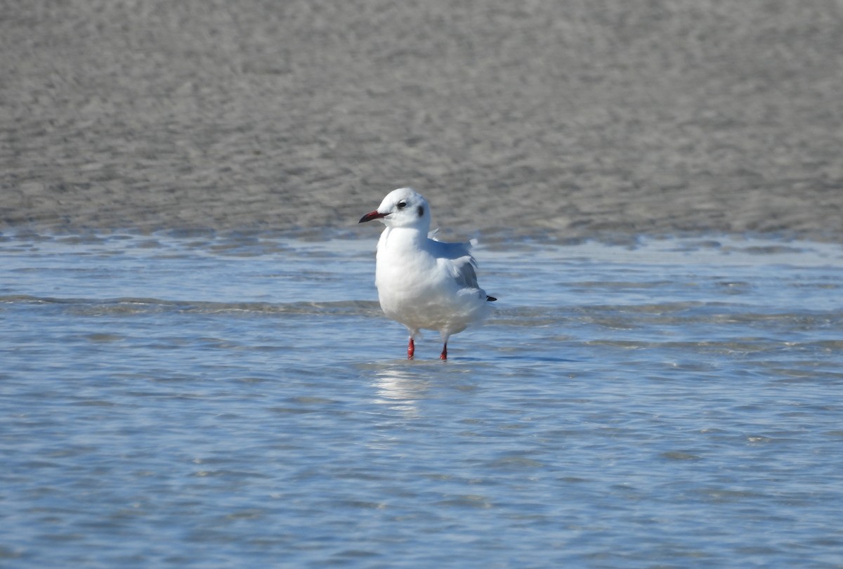 Black-headed Gull - ML610799836