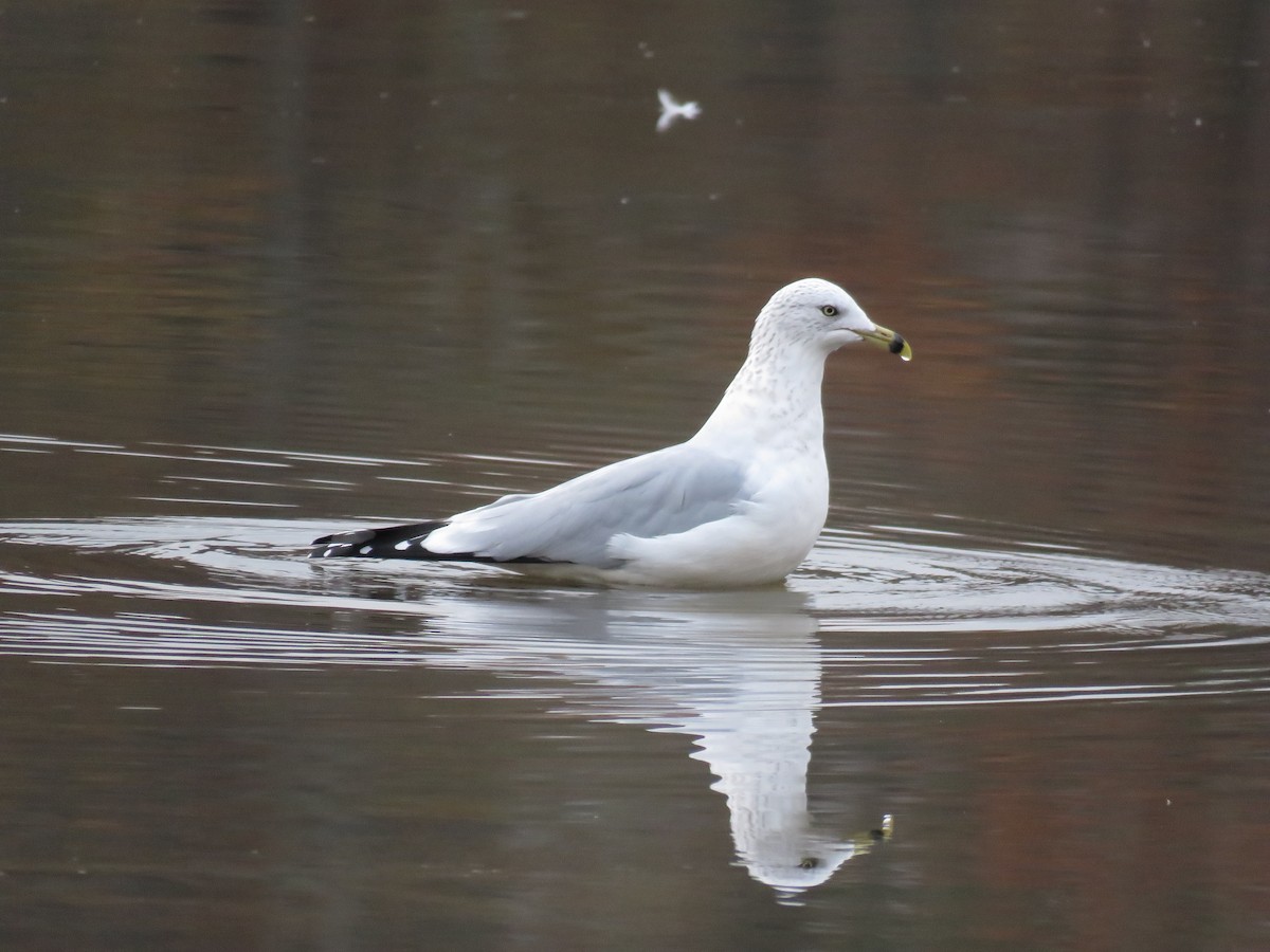 Ring-billed Gull - Michelle Wainer