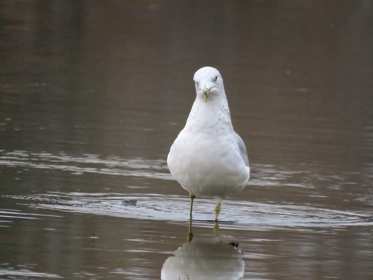 Ring-billed Gull - Michelle Wainer