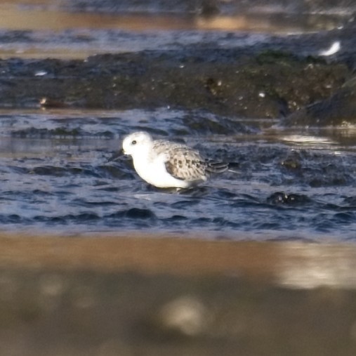 Sanderling - ML610799893