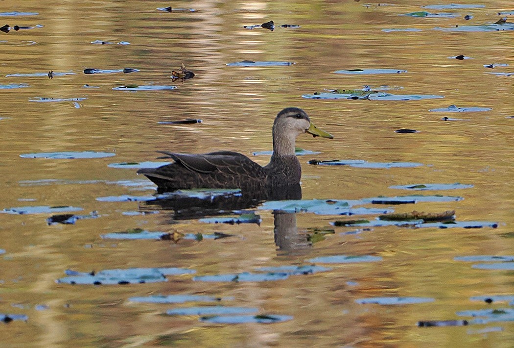 Canard noir - ML610799912