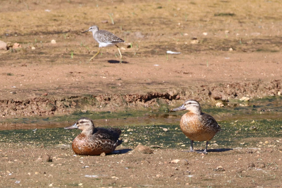 Garganey - ML610799962