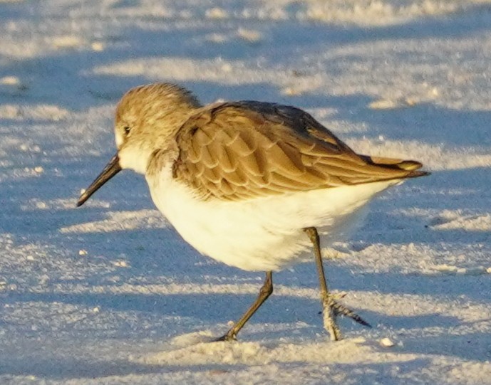 beringsnipe - ML610800102