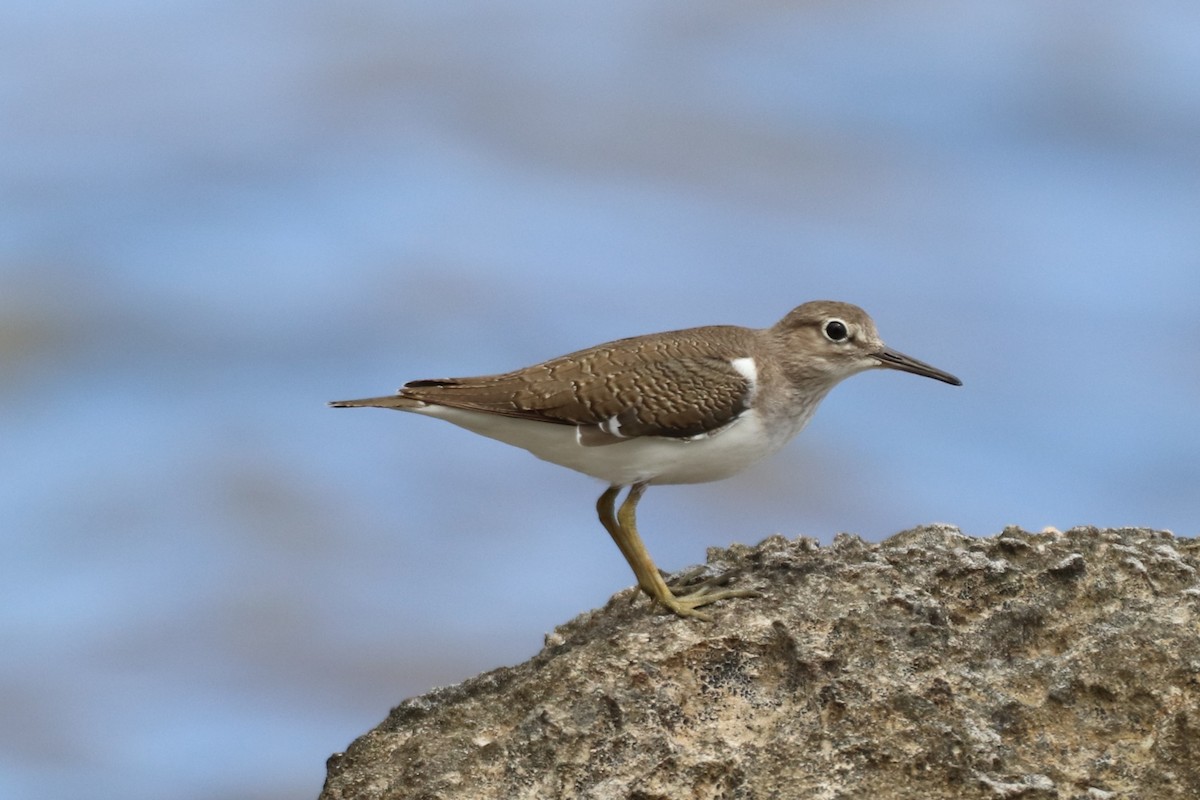 Common Sandpiper - ML610800147