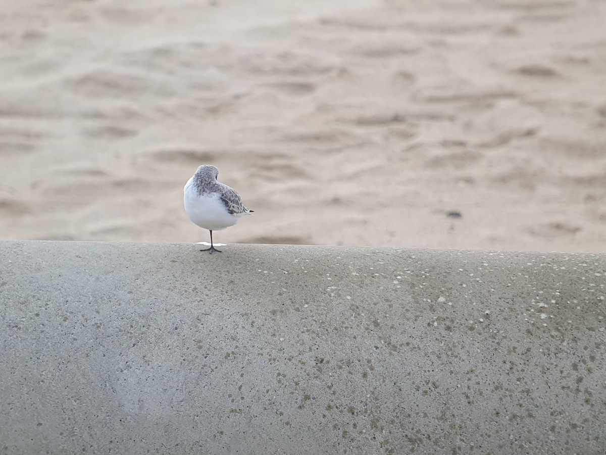 Bécasseau sanderling - ML610800218