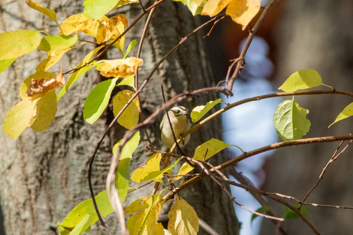 Golden-crowned Kinglet - Anna Thaenert