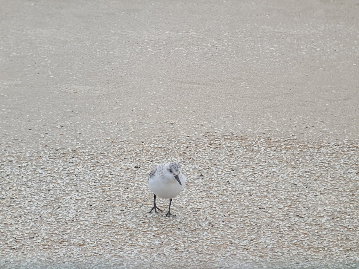 Bécasseau sanderling - ML610800251