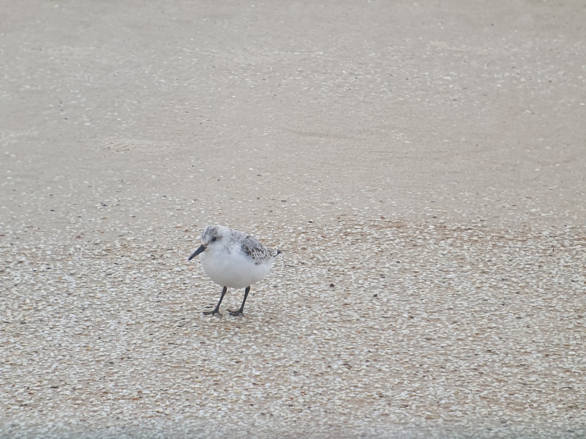 Bécasseau sanderling - ML610800252