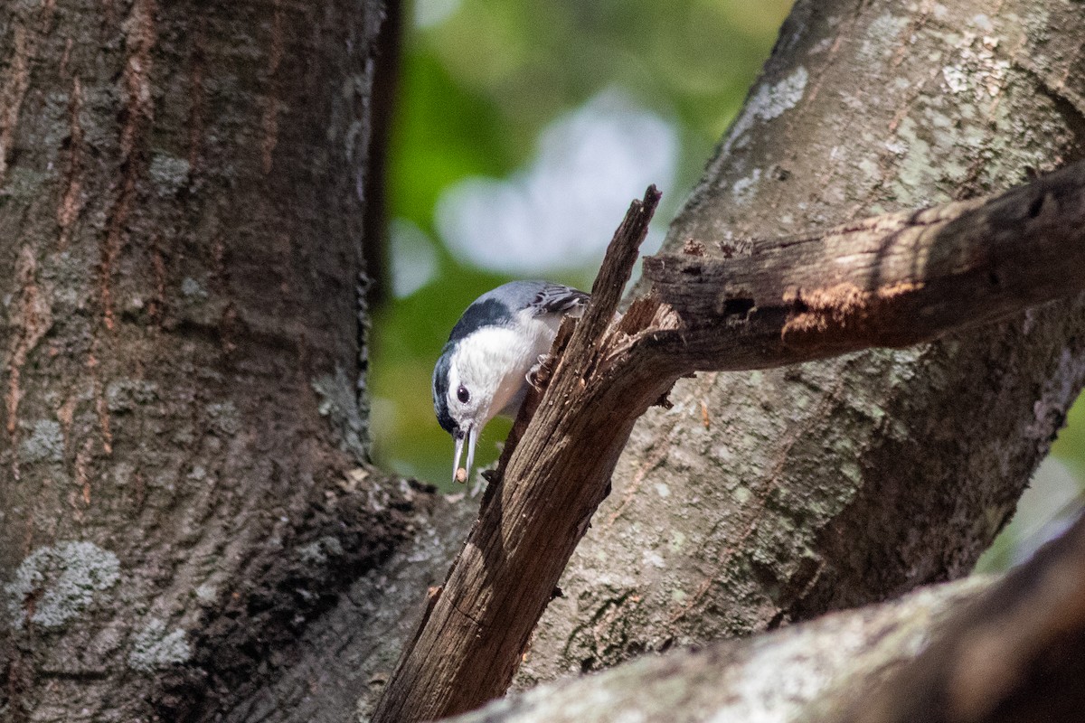 White-breasted Nuthatch - Anna Thaenert