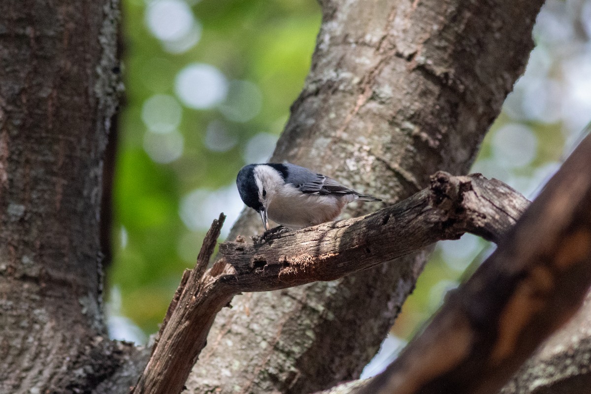 White-breasted Nuthatch - Anna Thaenert