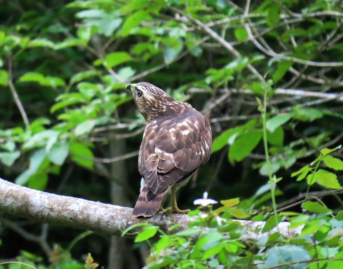 Broad-winged Hawk - Manuel Pérez R.