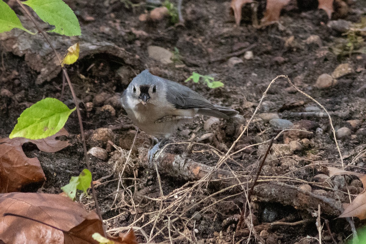 Tufted Titmouse - ML610800277