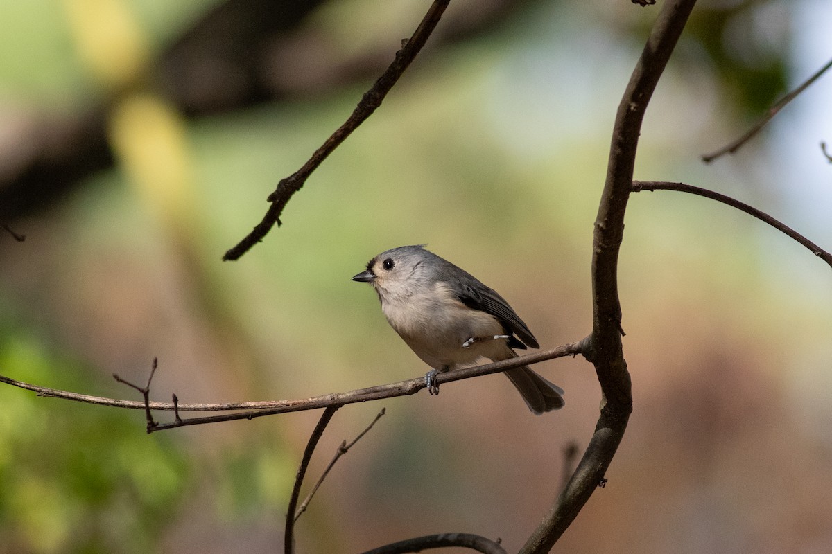 Tufted Titmouse - Anna Thaenert