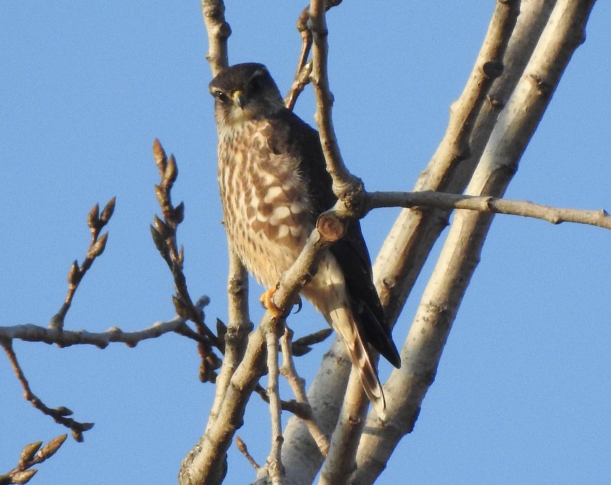 Merlin - ML610800291