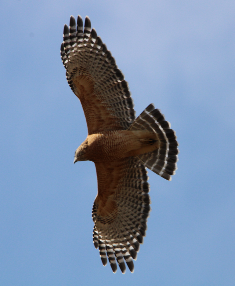 Red-shouldered Hawk - ML610800429