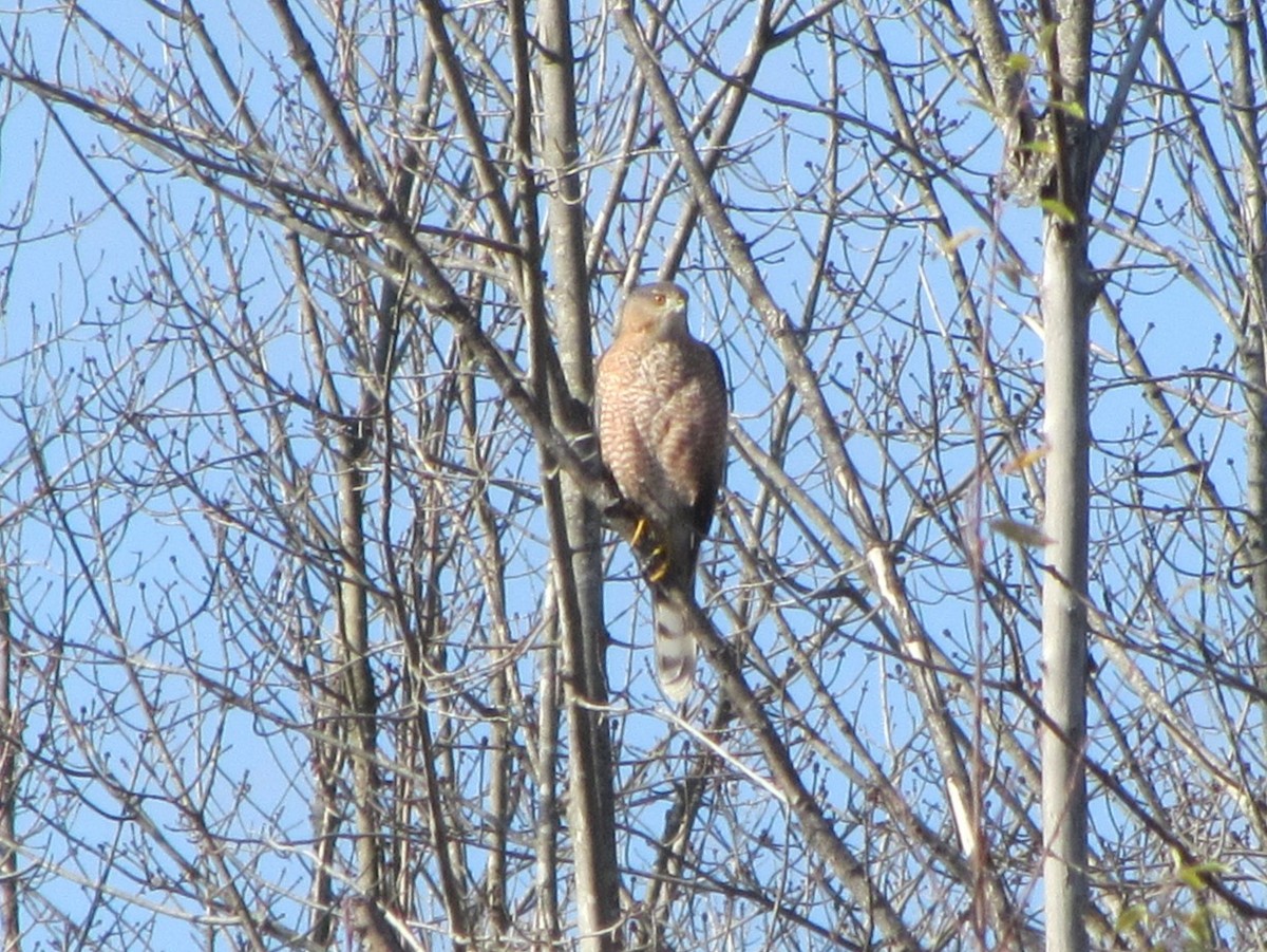 Cooper's Hawk - ML610800444