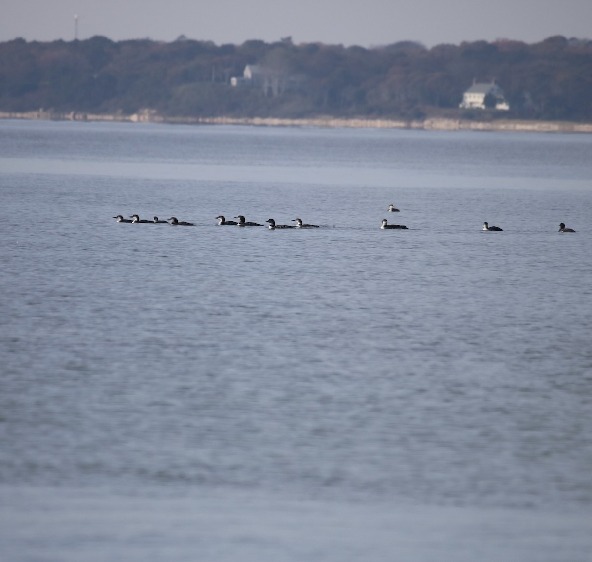 Common Loon - ML610800572