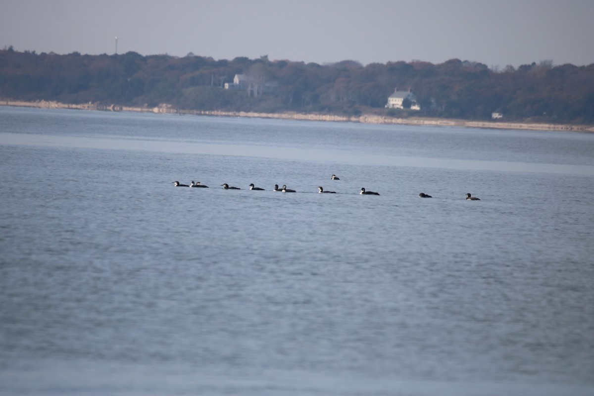 Common Loon - ML610800573