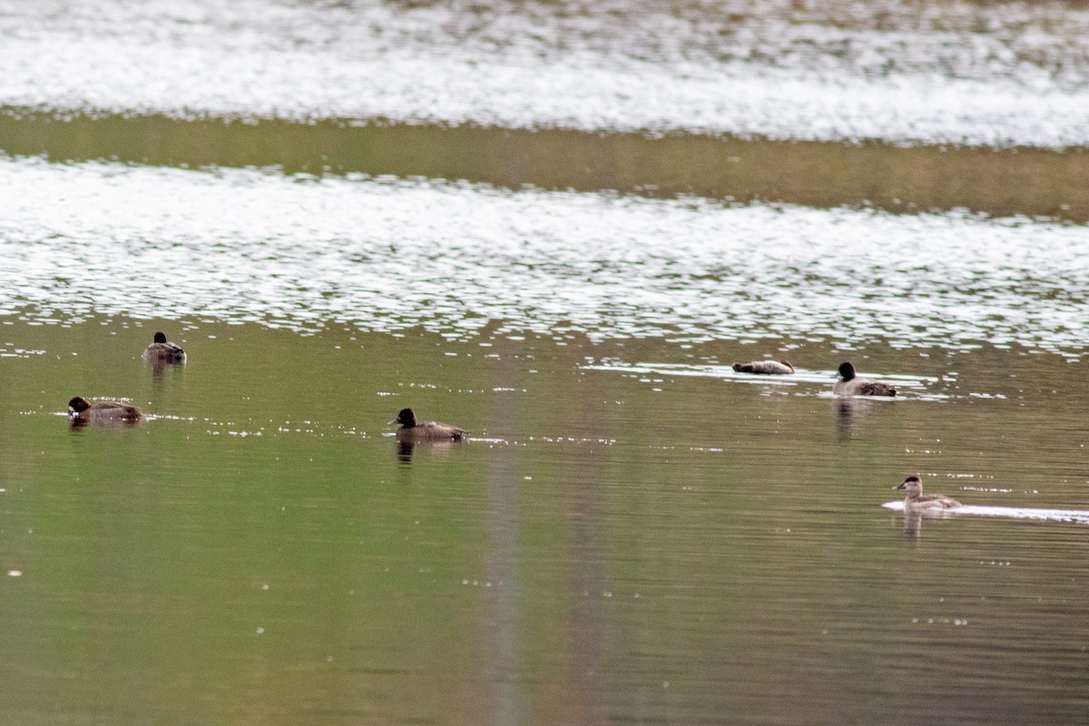 Lesser Scaup - Anna Thaenert