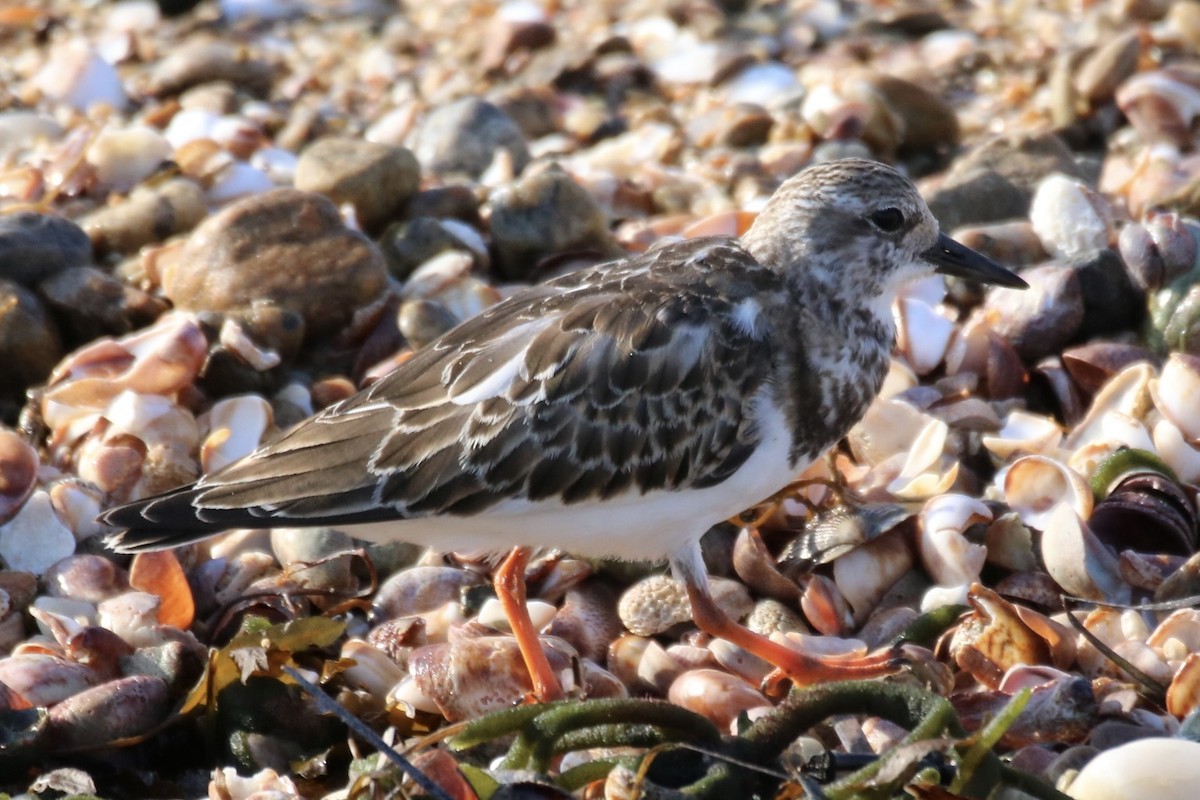 Ruddy Turnstone - ML610800649
