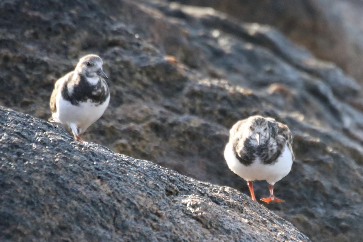 Ruddy Turnstone - ML610800650