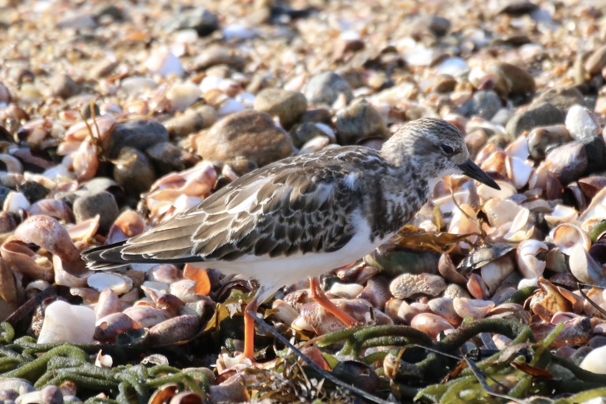 Ruddy Turnstone - ML610800651