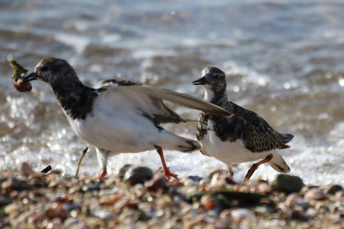 Ruddy Turnstone - ML610800652