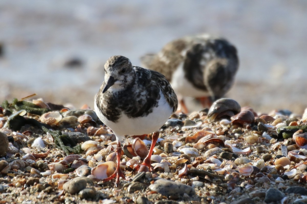 Ruddy Turnstone - ML610800653