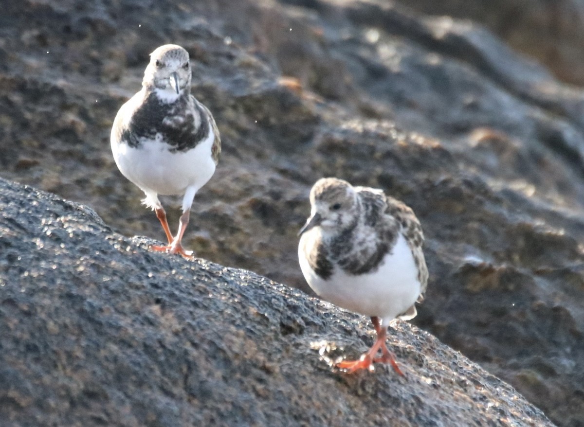 Ruddy Turnstone - ML610800654