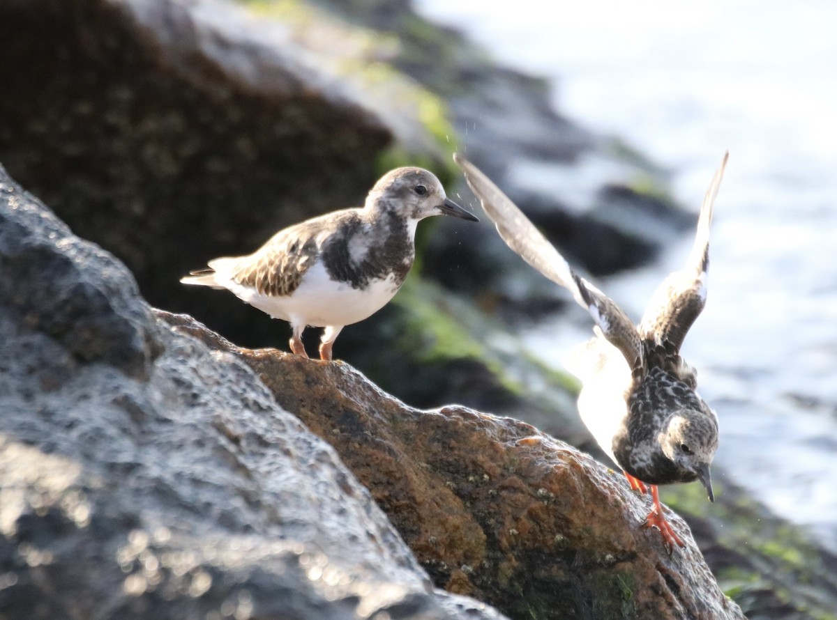 Ruddy Turnstone - ML610800655