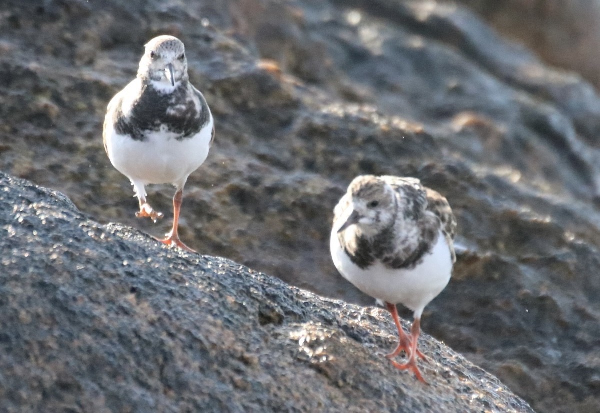 Ruddy Turnstone - ML610800656