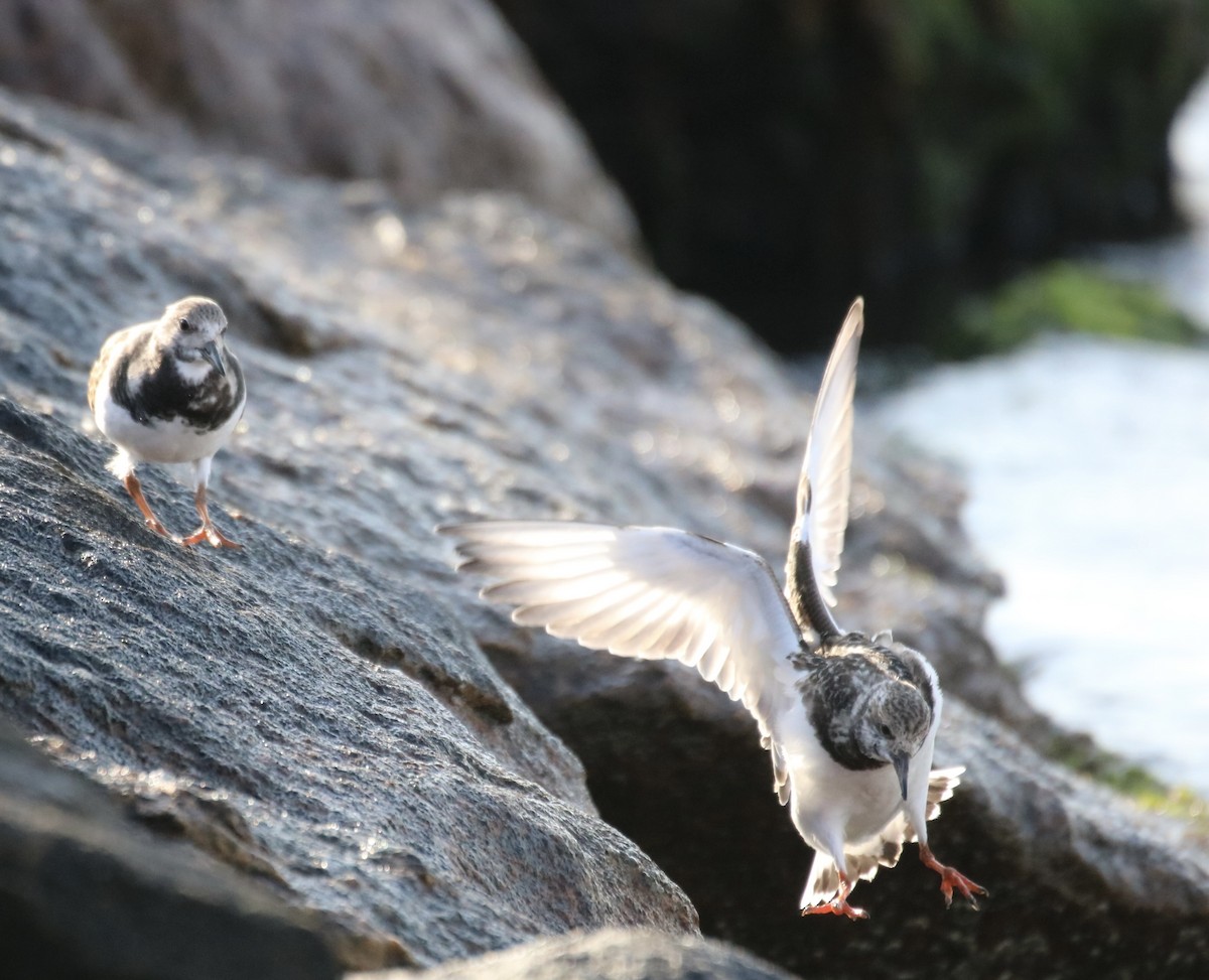 Ruddy Turnstone - ML610800657