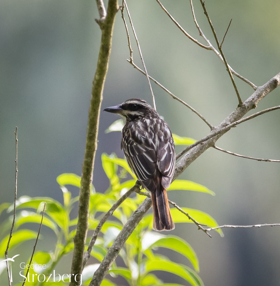 Streaked Flycatcher - ML610800728