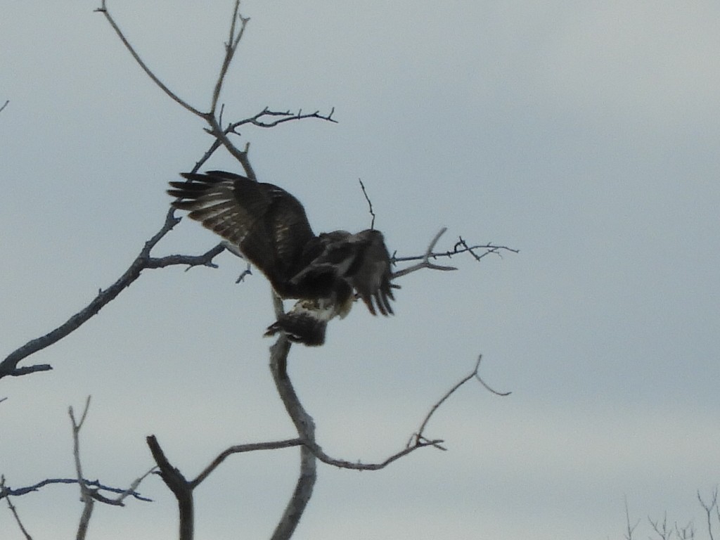 Rough-legged Hawk - ML610800743