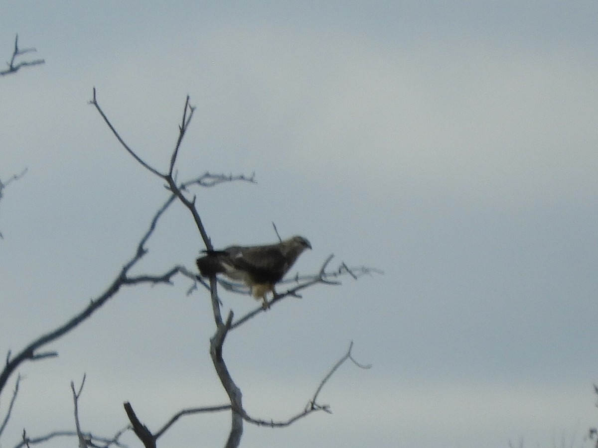 Rough-legged Hawk - ML610800744