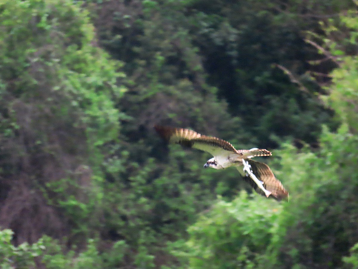 Osprey - Manuel Pérez R.