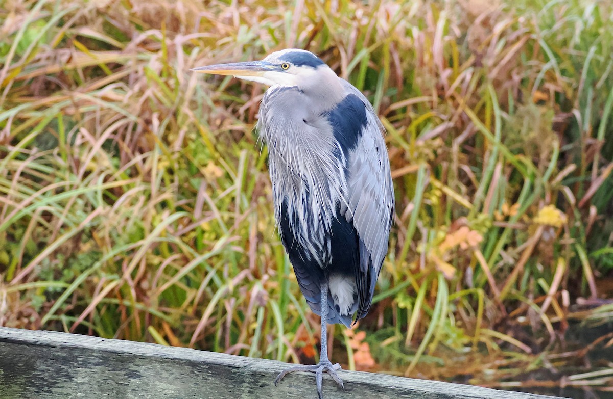 Garza Azulada - ML610800780