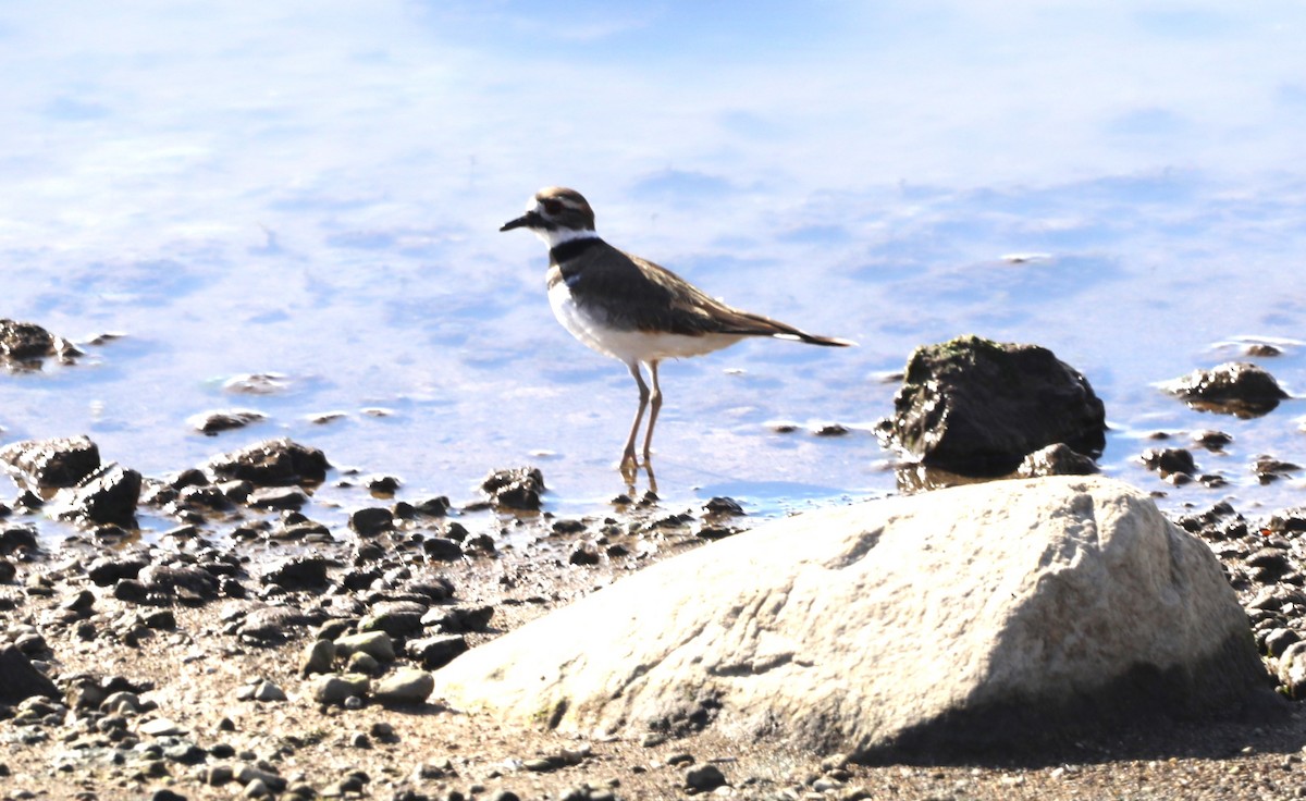 Killdeer - ML610800782