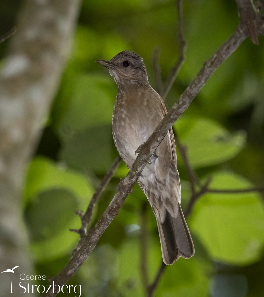 Pale-breasted Thrush - ML610800789
