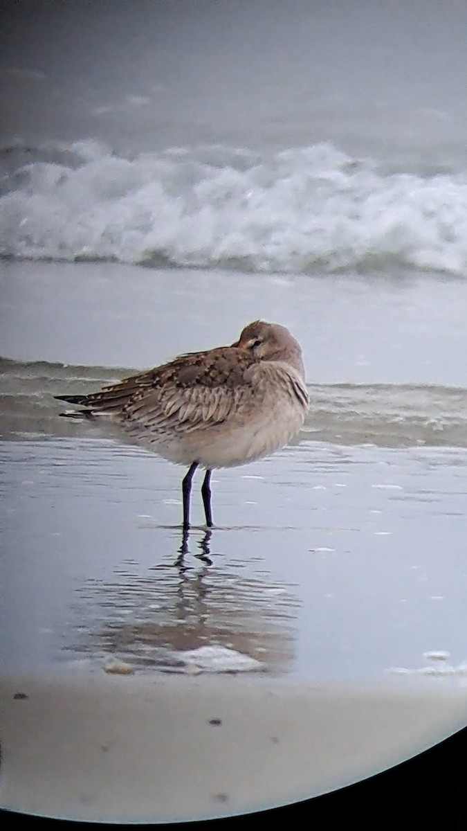 Hudsonian Godwit - ML610800810