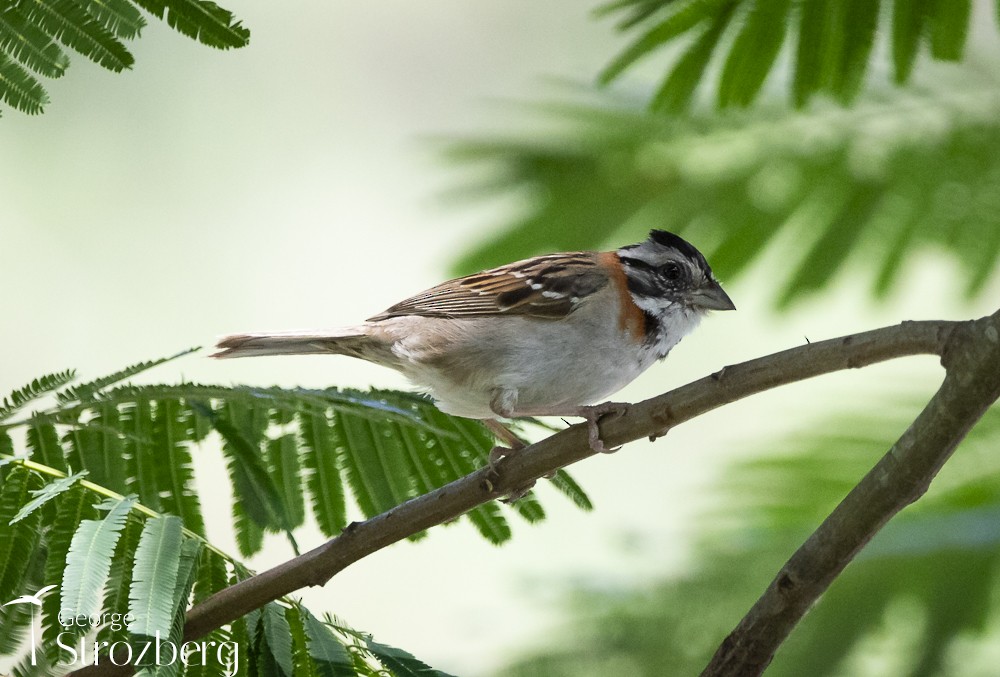 Rufous-collared Sparrow - George Strozberg